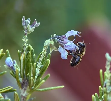 Rosemary: Most important pests and diseases