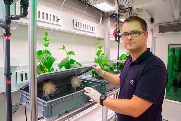 Aeroponic cultivation: What is it, how does it work, advantages and disadvantages?