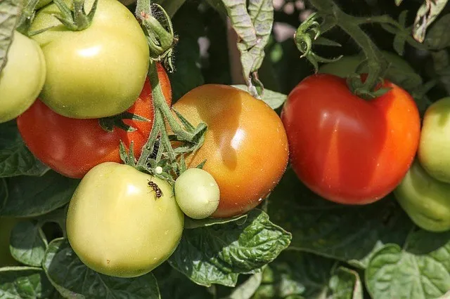 Tomato Pests and Diseases: Complete Guide with photos and tips