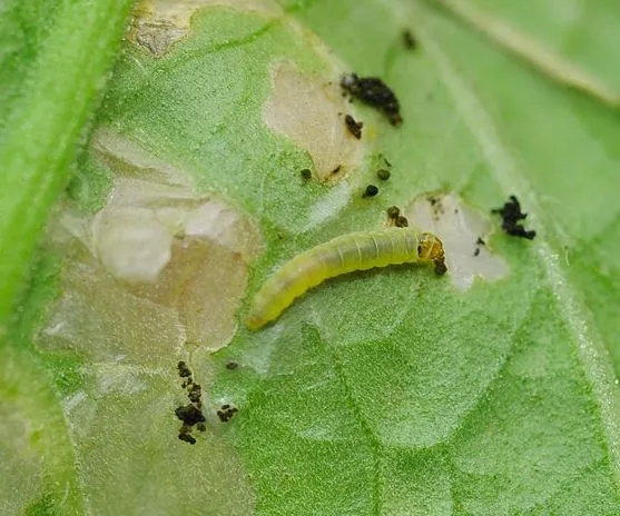 Tomato Pests and Diseases: Complete Guide with photos and tips