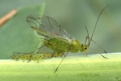 Tomato Pests and Diseases: Complete Guide with photos and tips