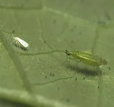 Tomato Pests and Diseases: Complete Guide with photos and tips