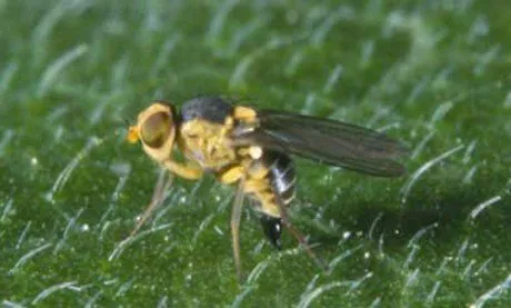 Tomato Pests and Diseases: Complete Guide with photos and tips