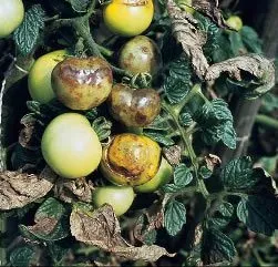 Tomato Pests and Diseases: Complete Guide with photos and tips