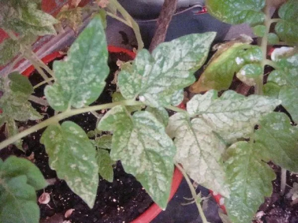 Tomato Pests and Diseases: Complete Guide with photos and tips