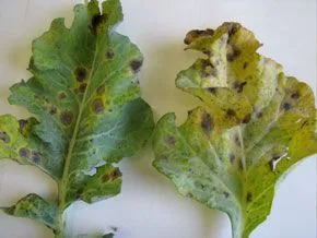 Tomato Pests and Diseases: Complete Guide with photos and tips