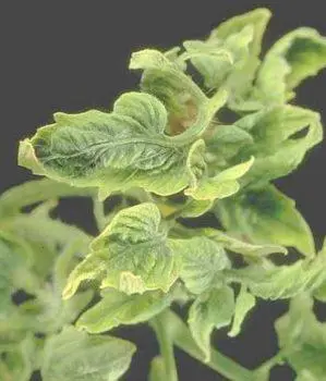 Tomato Pests and Diseases: Complete Guide with photos and tips