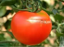 Tomato Pests and Diseases: Complete Guide with photos and tips