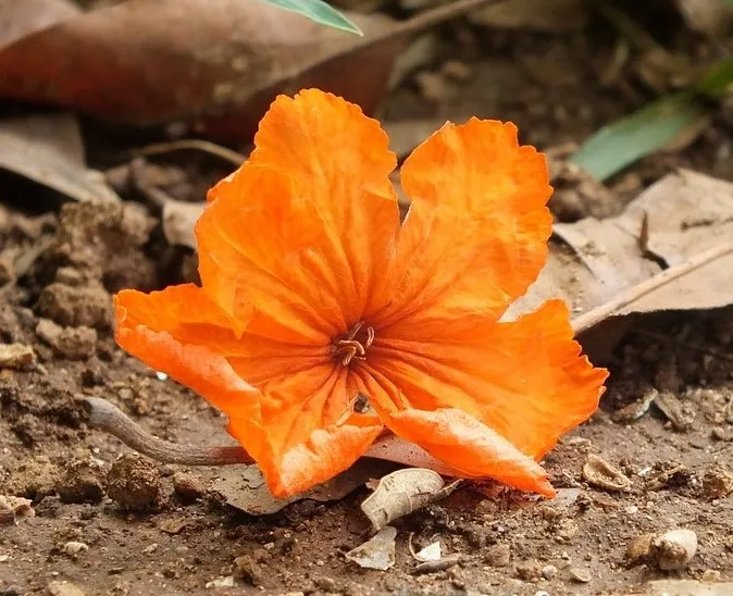 Why do the Tomato flowers plants fall off?