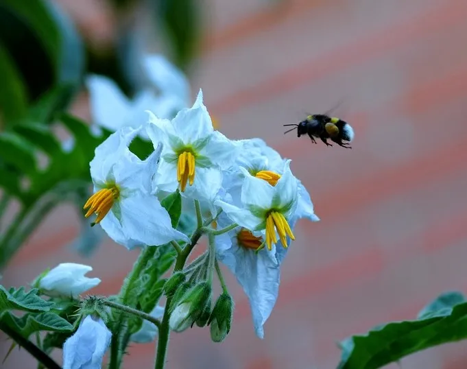 Why do the Tomato flowers plants fall off?