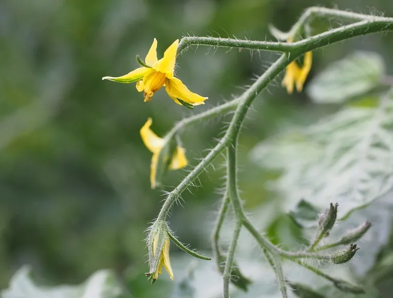Why do the Tomato flowers plants fall off?