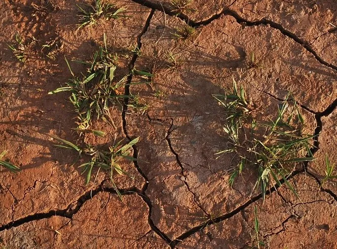 Why do the Tomato flowers plants fall off?