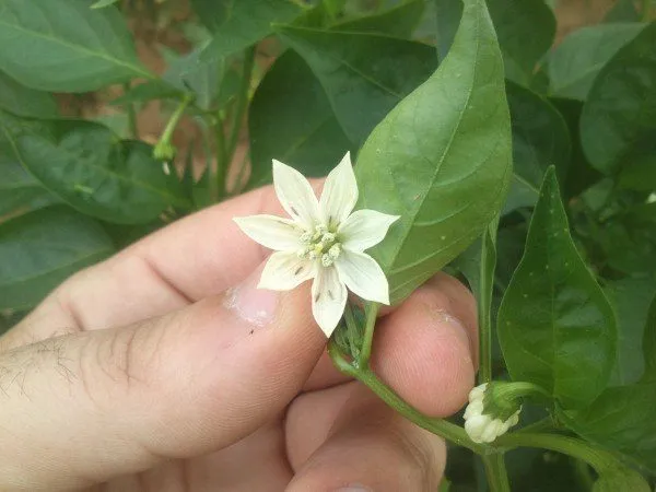 Why do the Tomato flowers plants fall off?