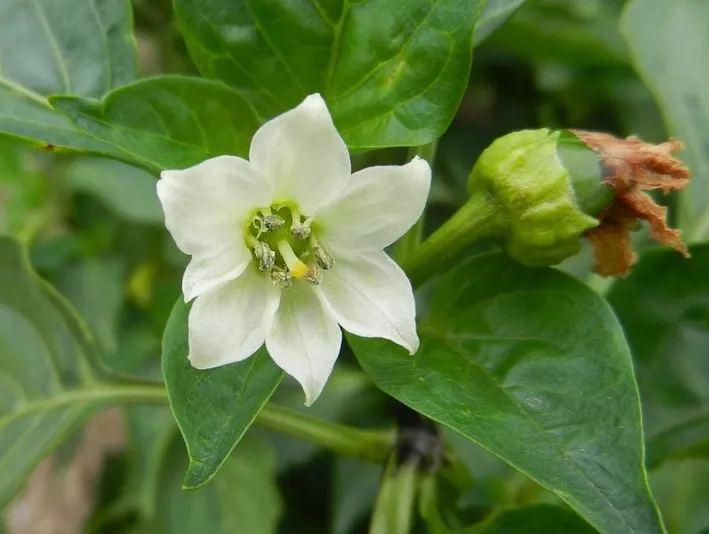 Why do the Tomato flowers plants fall off?