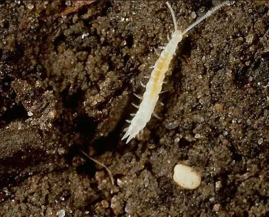 White bugs in the soil: Should they be eliminated?