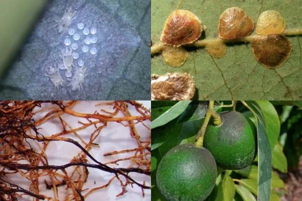 Avocado Pests and Diseases: Symptoms, Control and Prevention