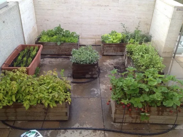 How to Grow an Urban Vegetable Garden on a Terrace: A Complete Guide