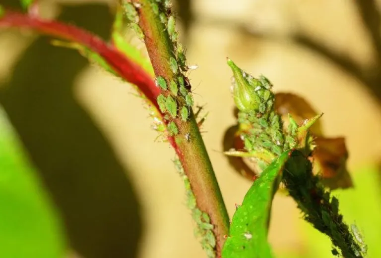 Green Bugs on Plants: Guide with Photos