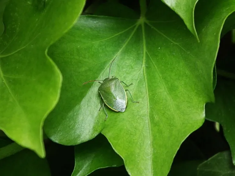 Green Bugs on Plants: Guide with Photos