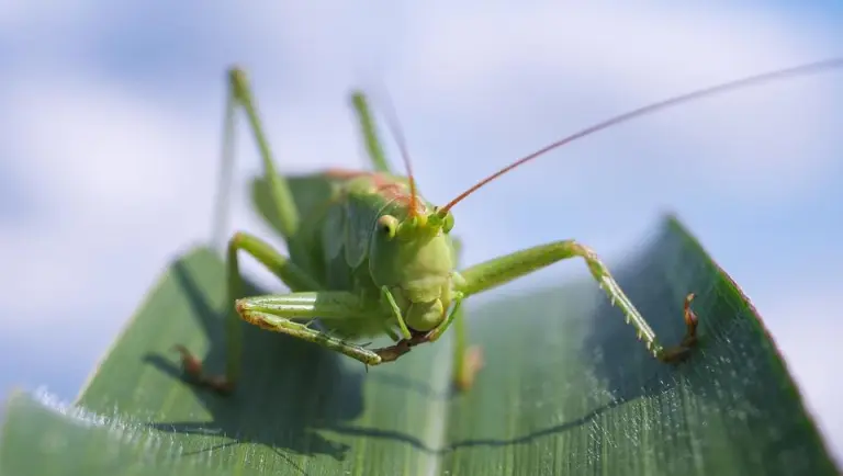 Green Bugs on Plants: Guide with Photos