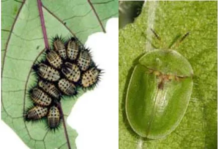 Green Bugs on Plants: Guide with Photos