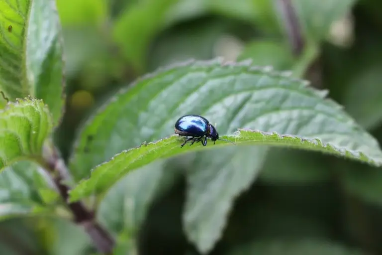 Green Bugs on Plants: Guide with Photos