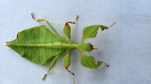 Green Bugs on Plants: Guide with Photos