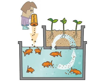 Aquaponics or fish farming: What it is, how it works and advantages