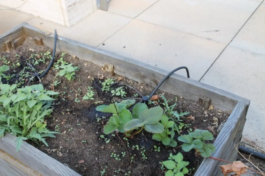 How to Grow an Urban Vegetable Garden on a Terrace: A Complete Guide