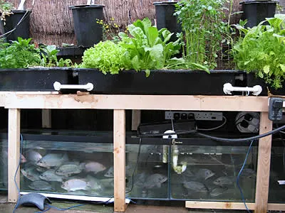 Aquaponics or fish farming: What it is, how it works and advantages