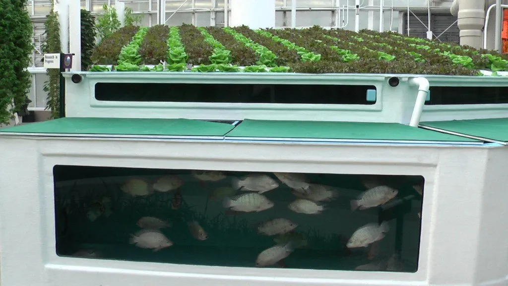 Aquaponics or fish farming: What it is, how it works and advantages