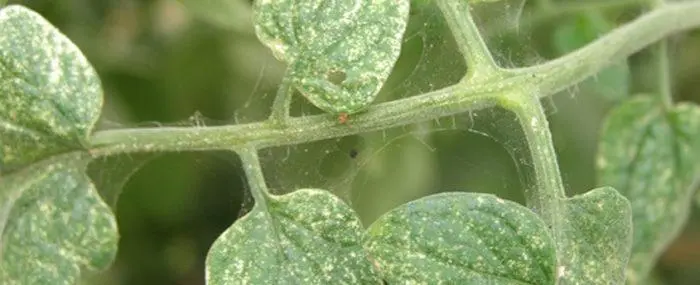 Why do leaves dry out? | Dry, wilted or yellowed leaves