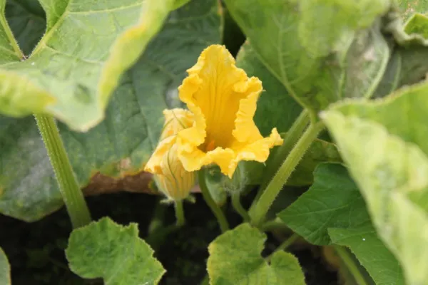 Pumpkin: Common Pests and Diseases