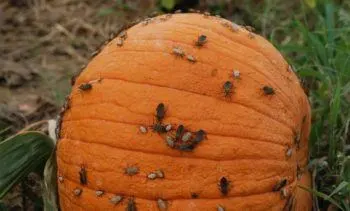Pumpkin: Common Pests and Diseases