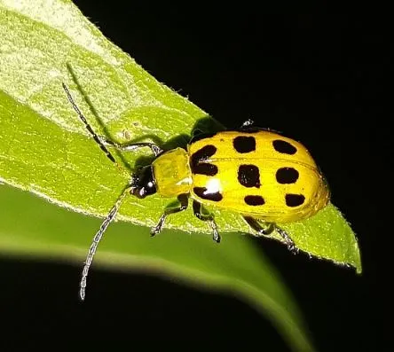 Pumpkin: Common Pests and Diseases