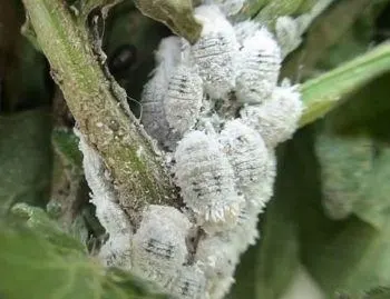 White bugs on plants: What are they and how to eliminate them?