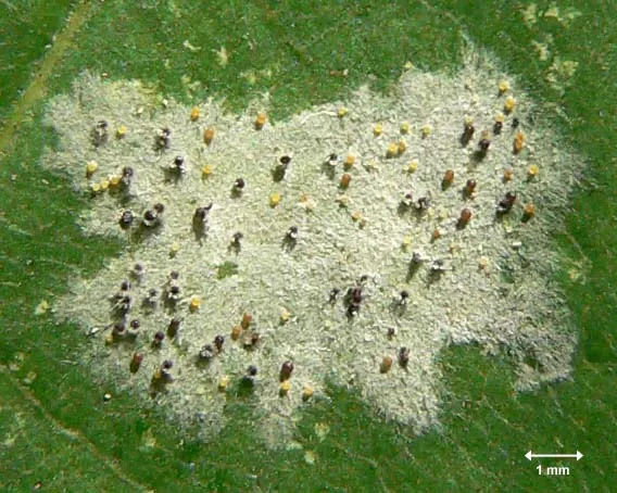 Pumpkin: Common Pests and Diseases