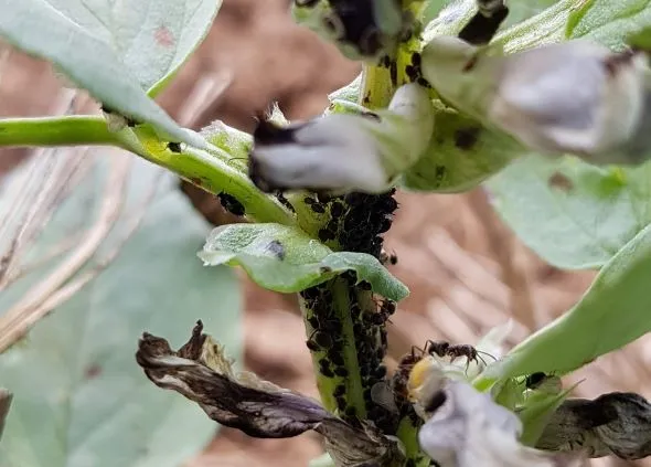 Black bugs on plants: The most common black insects