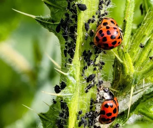 Black bugs on plants: The most common black insects