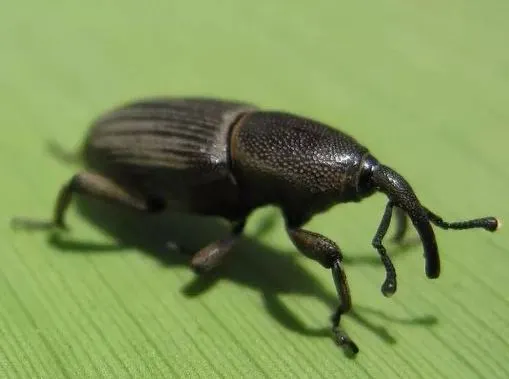 Black bugs on plants: The most common black insects