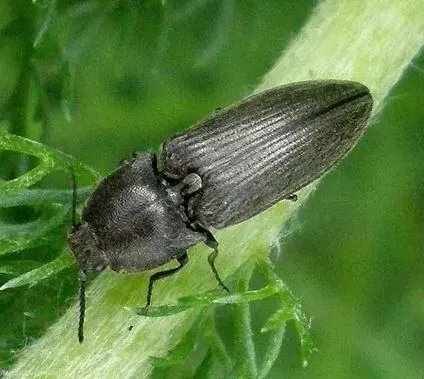 Black bugs on plants: The most common black insects