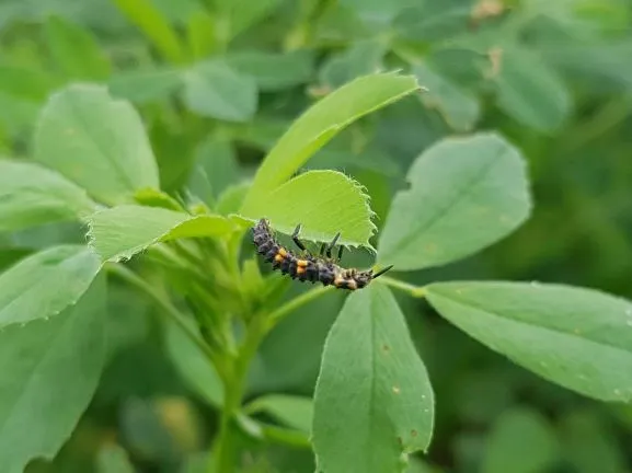 Black bugs on plants: The most common black insects