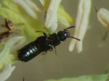 Black bugs on plants: The most common black insects