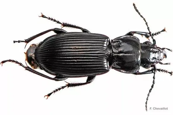 Black bugs on plants: The most common black insects