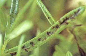 Rosemary: Most common pests and diseases