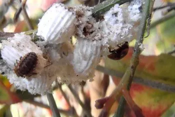 Rosemary: Most common pests and diseases