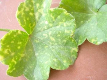 Yellow Spots on Plant Leaves: Causes and Ecological Solutions
