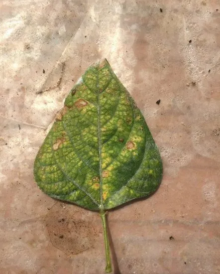 Yellow Spots on Plant Leaves: Causes and Ecological Solutions