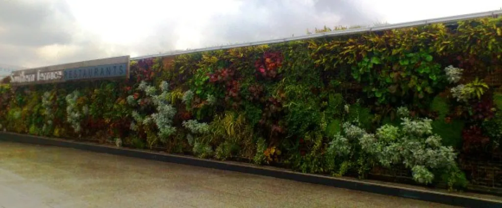 Green Roofs and Vertical Gardens. What are they and what are their benefits?