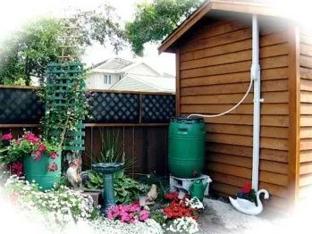 How to collect rainwater in the vegetable garden